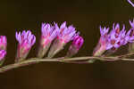 Fewflower blazing star